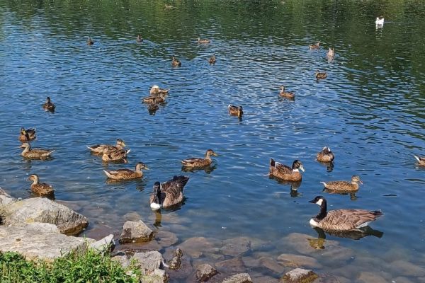 Dykeman Springs