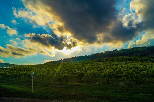 Adams County Winery
