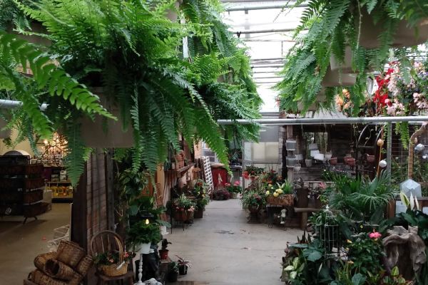 Chestnut Grove Greenhouse